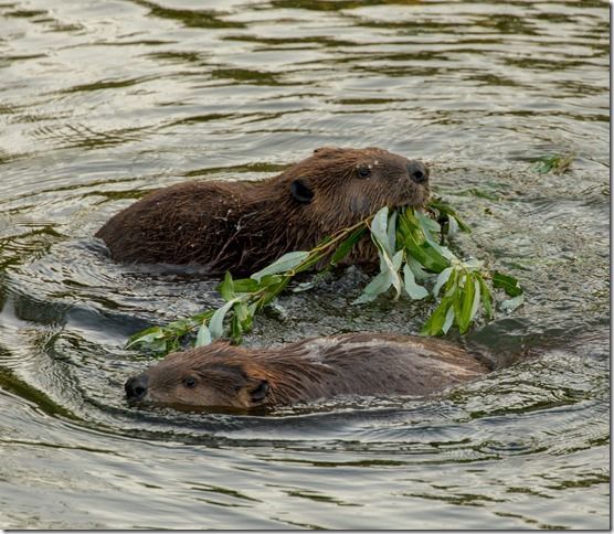 Beaver Lodge Summer 2018